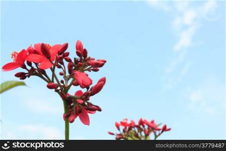 Red flower against blue sky
