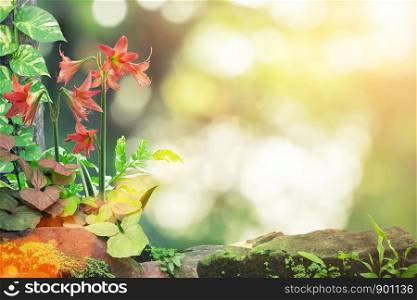 Red flower and plants with blurred nature at sunset with flare. Summer nature background.