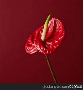 red flower Anthurium isolated on red background. red flower on red background