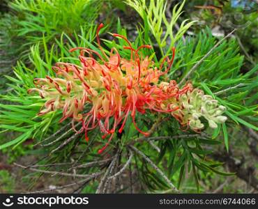 Red flower Australia, Grevillea. Red flower of the Grevillea plant native to Australia