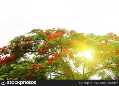 red flower blooming