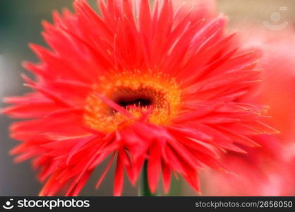 Red flower, close-up