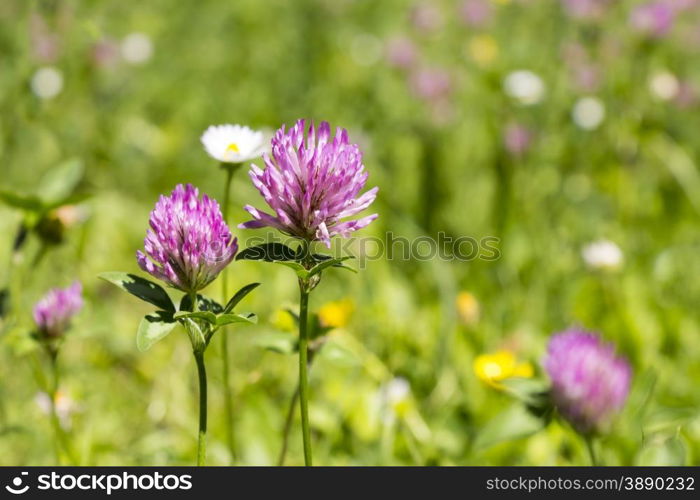 Red flower clovers on green background leaf