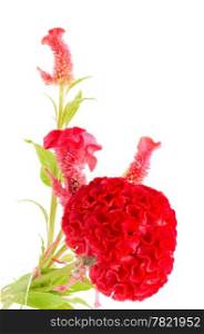 Red flower, Cockscomb or Chinese Wool Flower (Celosia argentea), isolated on a white background