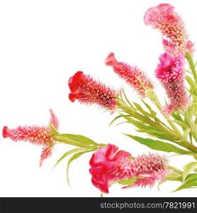 Red flower, Cockscomb or Chinese Wool Flower (Celosia argentea), isolated on a white background