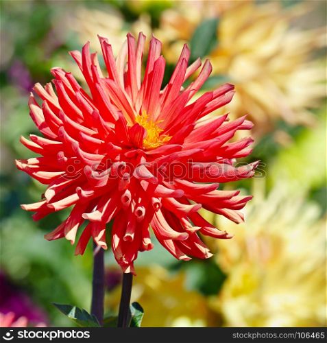 Red flower dahlia on flowerbed. Close-up.