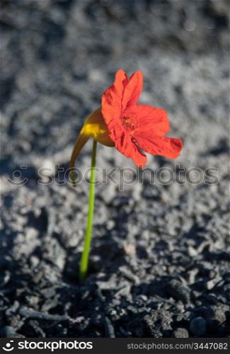 red flower from the ashes