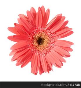 Red flower gerbera isolated on white background