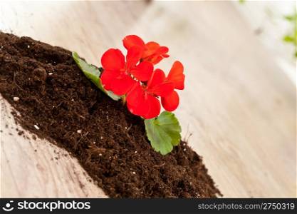 Red flower growing on a raw soil
