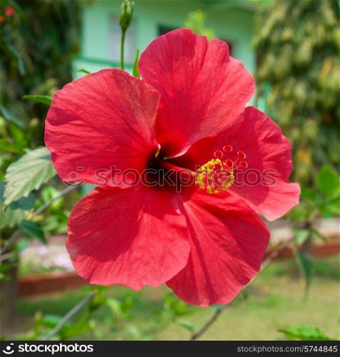 Red flower- Hibiscus rosa sinensis, soft background