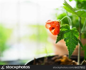 Red flower in pot at nature background, outdoor