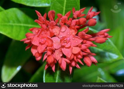 Red flower of Ixora chinensis Lamk ( West Indian Jasmine ) smaller than normal in Thailand&#xA;