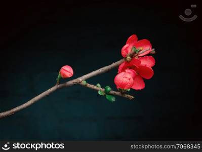Red flower of Japanese quince on a dark background. Greeting card, space for copy, selective focus.. Flower Of The Japanese Quince