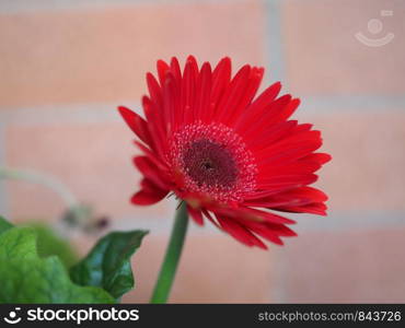 red flower of plant gerbera (Gerbera Hybrida) daisy. red gerbera daisy flower