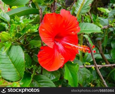Red flower on a flowerbed on Easter Island.. Red flower on flowerbed on Easter Island.