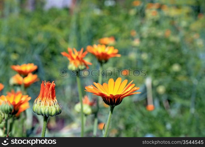 red flower on green background