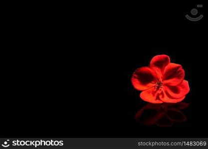 Red flower on the black piano