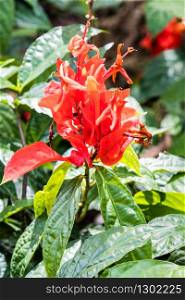 Red flower on tropical bush