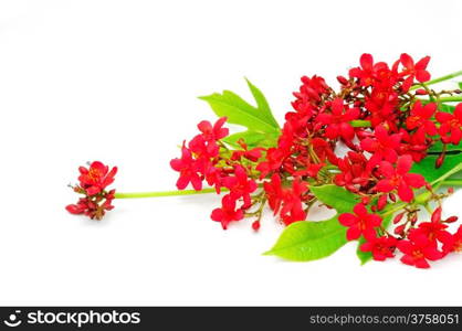 Red flower, Peregrina, Spicy jatropha, Cotton leaved jatropha, Rose-flowered jatropha isolated on a white background