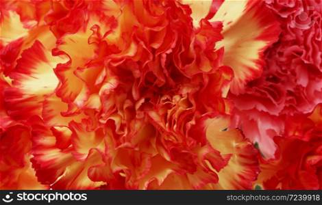Red flower petals. Nature background. Macro.