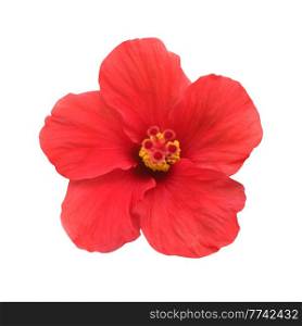 Red flower rose hibiscus isolated on white background