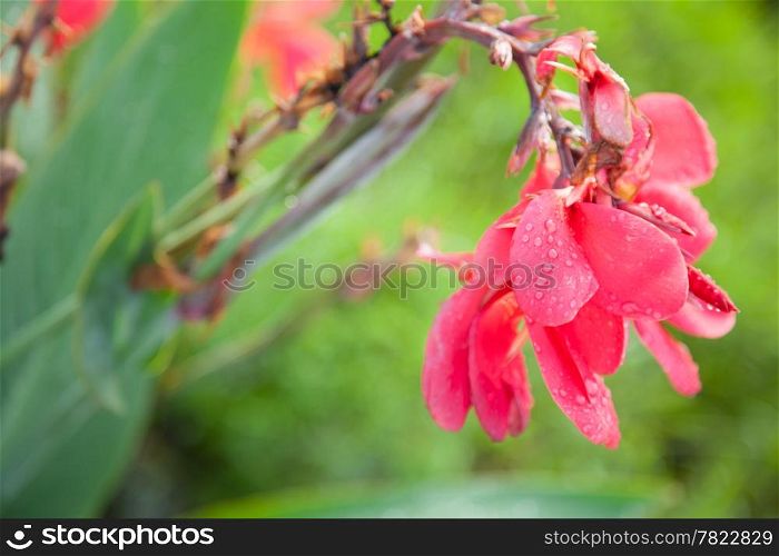 Red flower with water droplets smaller islands. Refreshing in the morning.
