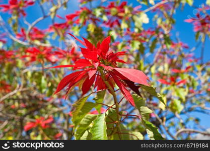 red flowers and blue sky as background