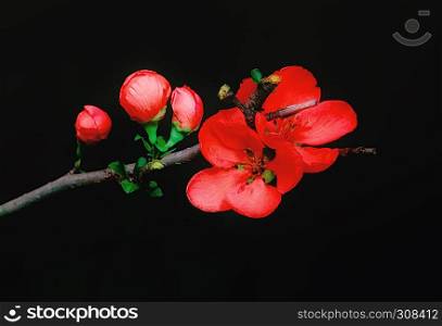 Red flowers and buds of Japanese Quince closeup on a black background. Greeting card, selective soft focus.. Flowers Of The Japanese Quince Closeup