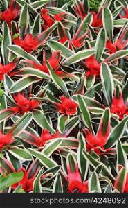 Red flowers cryptanthus beautiful green leaves