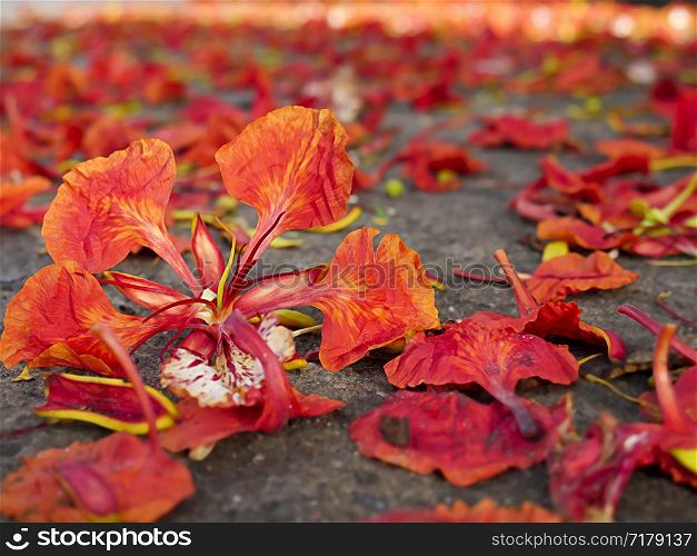 Red flowers falling on the ground, Autumn background concept.