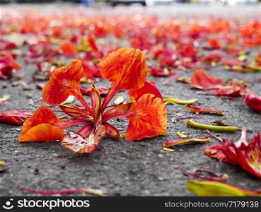 Red flowers falling on the ground, Autumn background concept.
