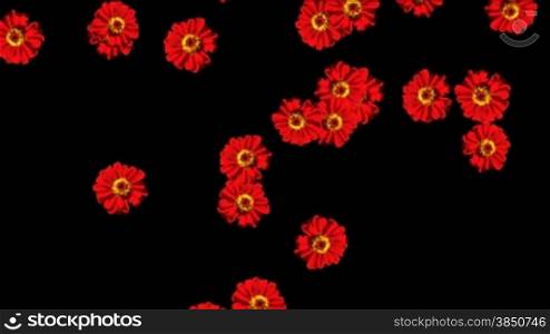 Red flowers falling with Alpha Channel