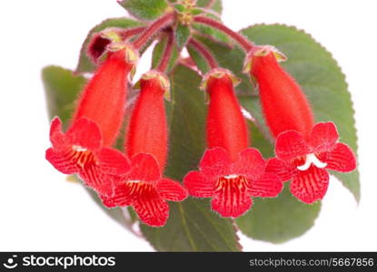 Red flowers (Kohleria Rongo) isolated on white