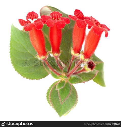 Red flowers (Kohleria Rongo) isolated on white