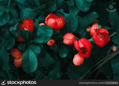 Red flowers of Japanese Quince in bloom close-up among dark green wet leaves with drops of morning dew. Beautiful floral background with space for copy. Selective soft focus, blurry filter.