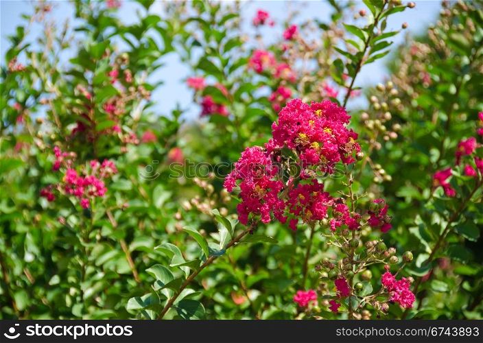 Red flowers of Lagerstroemia indica, Crape myrtle or Crepe myrtle. Closeup of the red flowers of Lagerstroemia indica Crape myrtle or Crepe myrtle in September in Japan