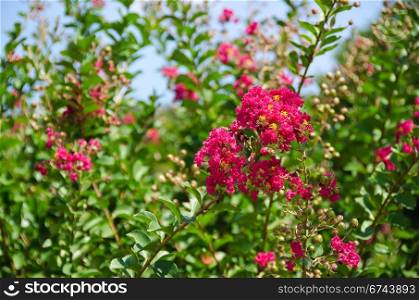 Red flowers of Lagerstroemia indica, Crape myrtle or Crepe myrtle. Closeup of the red flowers of Lagerstroemia indica Crape myrtle or Crepe myrtle in September in Japan