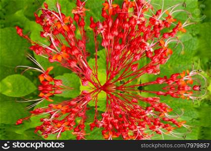 Red flowers on green background