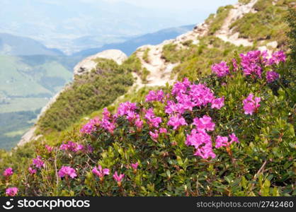 Red flowers on summer mountainside