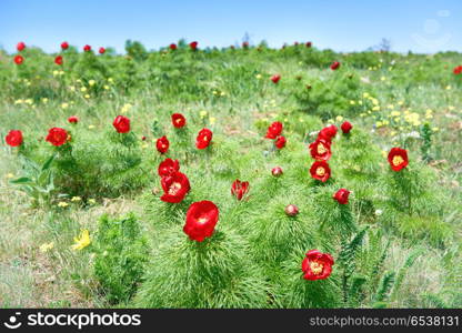 Red flowers poppies on field. Red flowers poppies on field with green grass and blue sky