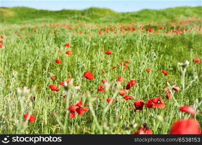 Red flowers poppies on field. Red flowers poppies on field with green grass