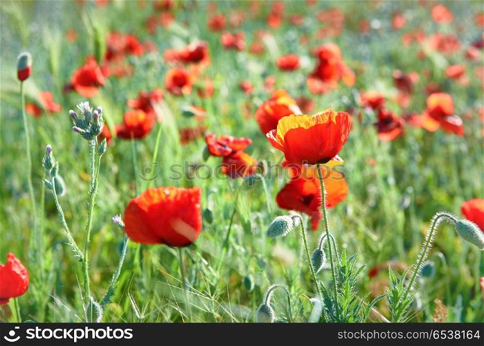 Red flowers poppies on field. Red flowers poppies on field with green grass