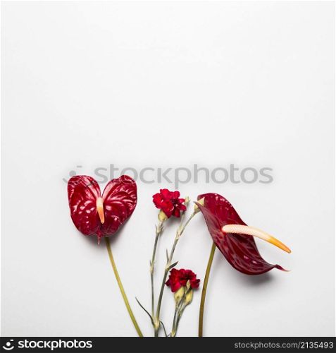red flowers white background
