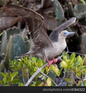 Red-Footed booby (Sula sula) about to take off from a twig, Genovesa Island, Galapagos Islands, Ecuador