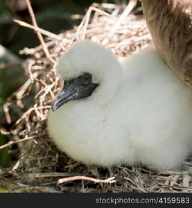 Red-Footed booby (Sula sula) chick in nest, Genovesa Island, Galapagos Islands, Ecuador