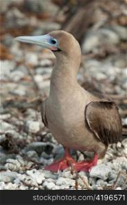 Red-Footed booby (Sula sula), Darwin Bay, Genovesa Island, Galapagos Islands, Ecuador