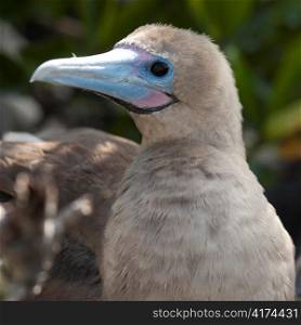 Red-Footed booby (Sula sula), Genovesa Island, Galapagos Islands, Ecuador