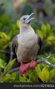 Red-Footed booby (Sula sula) perching on a branch, Darwin Bay, Genovesa Island, Galapagos Islands, Ecuador