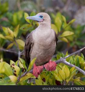 Red-Footed booby (Sula sula) perching on a twig, Genovesa Island, Galapagos Islands, Ecuador
