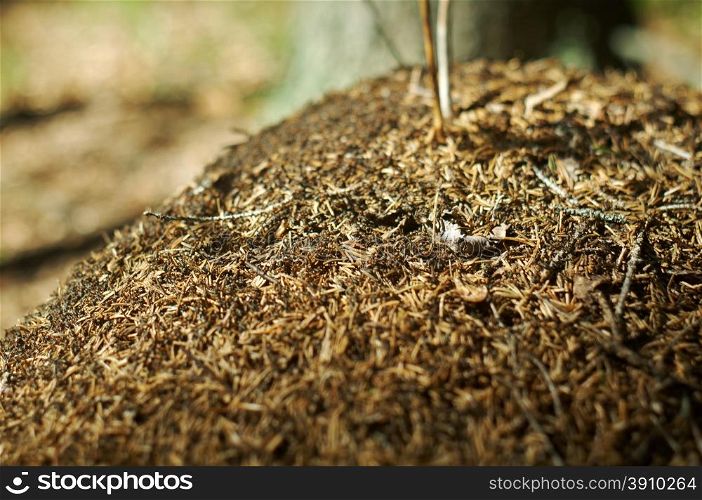 Red Forest Ants In Anthill Macro Photo.Shallow depth-of-field